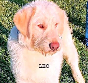 Photo of Leo
