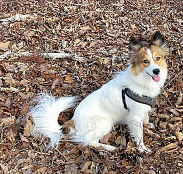 Photo of Remi