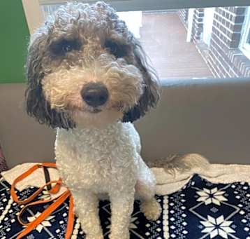 Photo of Toby