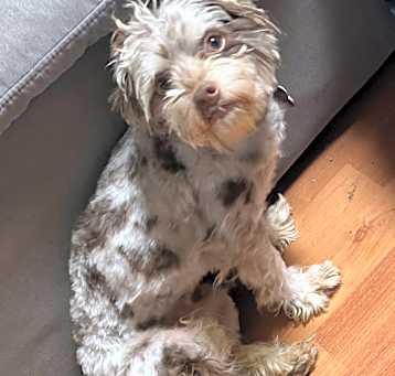 Photo of Scooter