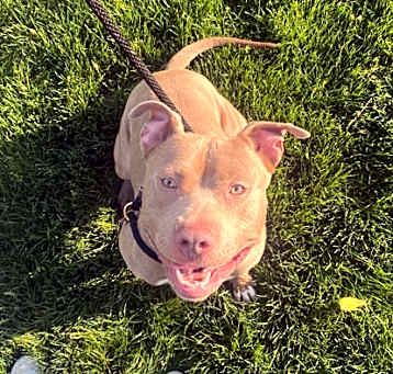 Photo of Brutus