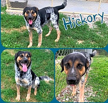 Photo of Hickory