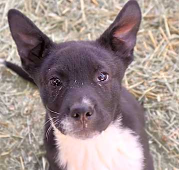 Photo of Gromit