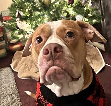 Photo of Honey