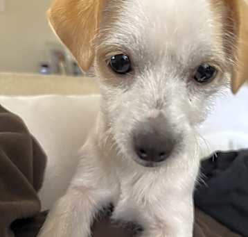 Photo of Star