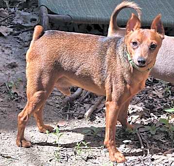 Photo of Scout