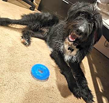 Photo of Rufus