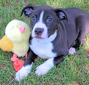 Photo of Digger