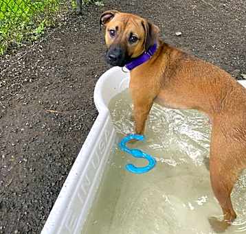 Photo of Dazzle