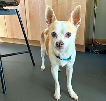 Photo of Gizmo