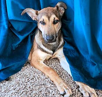 Photo of Fawn (Kat Dog)
