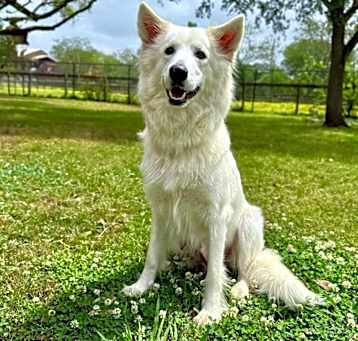 Photo of Snow Sugar So Sweet So Fluffy