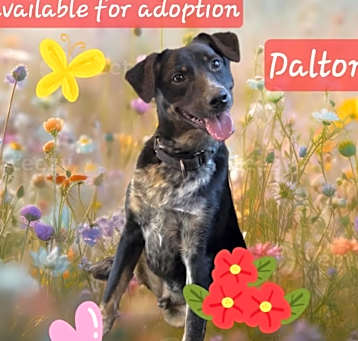 Photo of Dalton
