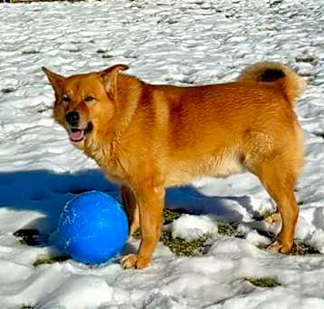 Photo of Dunkin