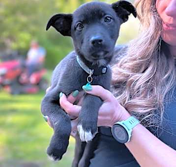 Photo of NY Baby Blue Avail May 17 (Kent Farmers Market)