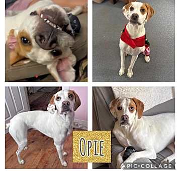 Photo of Opie