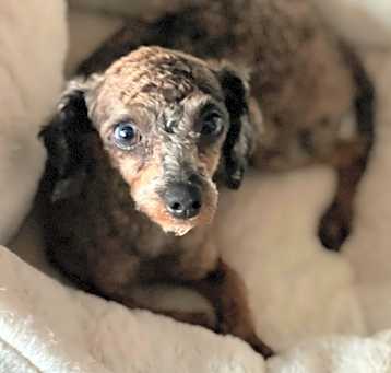 Photo of Kimber