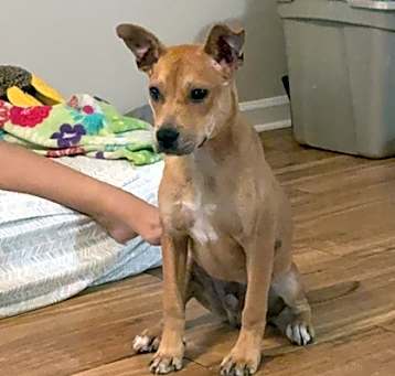 Photo of Peanut butter