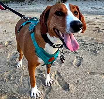 Photo of Whiskey