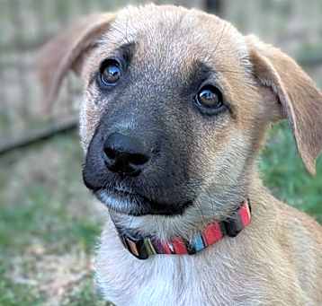 Photo of Whiskey