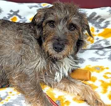 Photo of Barkley McGruff
