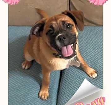 Photo of Roxy