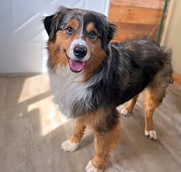 Photo of Diesel (Merle)