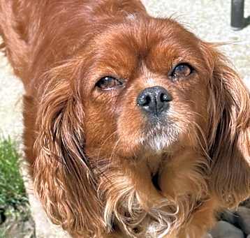 Photo of Rosie