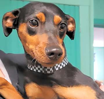 Photo of Buddy (Duke)