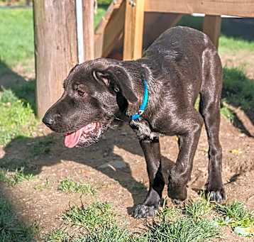 Photo of Saffron