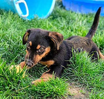 Photo of Cosmo