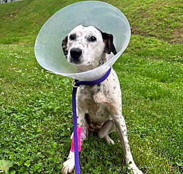 Photo of Amelia
