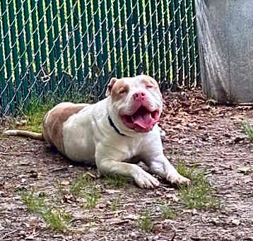 Photo of Chico