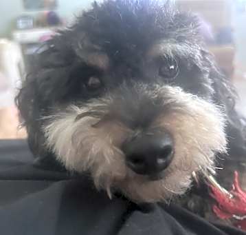 Photo of Toby