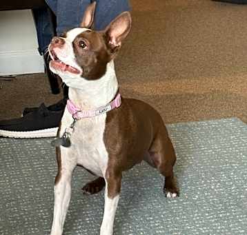 Photo of Bailey