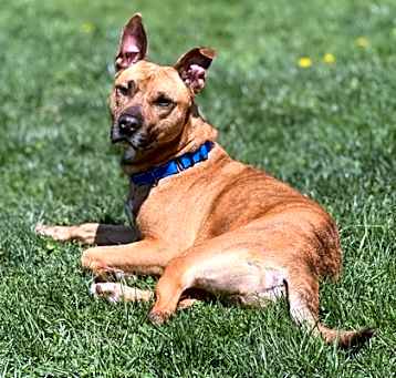 Photo of Bogey
