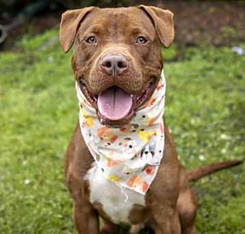 Photo of Choco