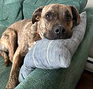 Photo of Moose