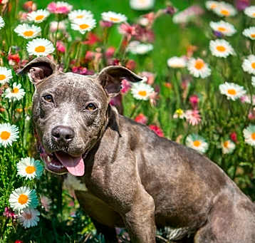 Photo of Iris