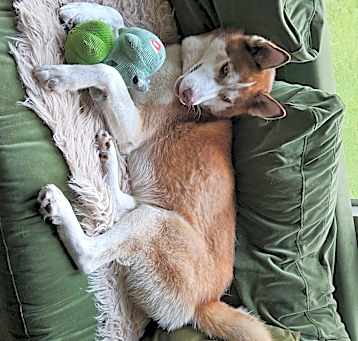 Photo of Rocket