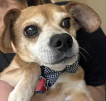 Photo of Rusty