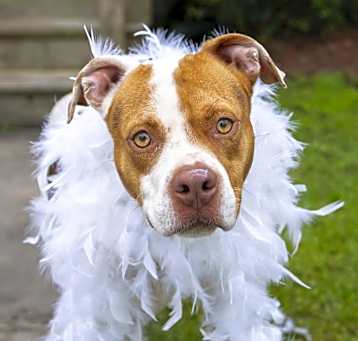 Photo of Peony
