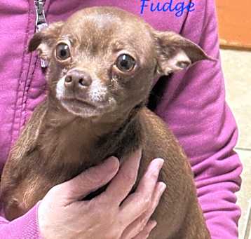 Photo of Fudge