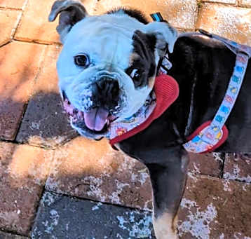 Photo of Queenie