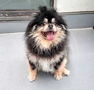 Photo of Lucky