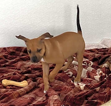 Photo of Pup 2
