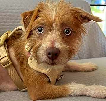 Photo of Ringo