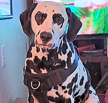 Photo of Jacky Boy (Jack)