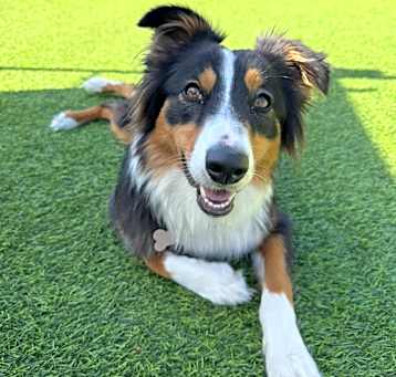 Photo of Lilly Bug