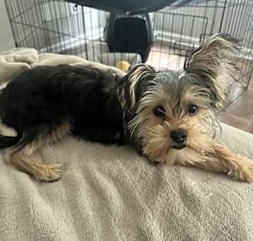 Photo of Missy